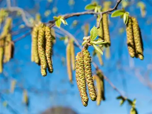 Hornbeam: บานเมื่อไหร่และอย่างไร?