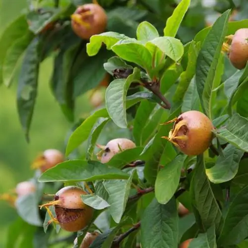 Medlar-ի բերքահավաքի ժամանակը