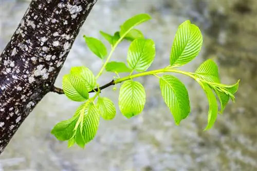 Fertilize hornbeam