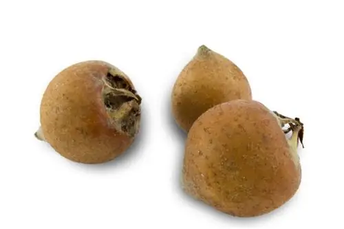 Medlars: Tuklasin ang maraming nalalaman na prutas sa taglagas