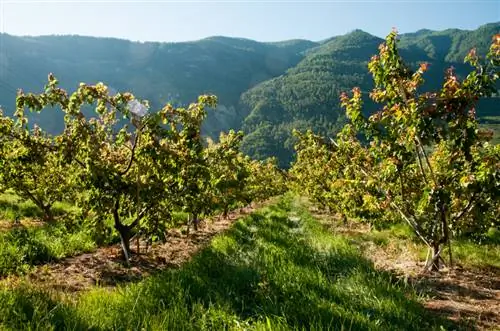 Planting an apricot tree