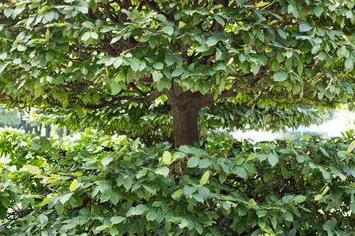 Malattie del carpino: come mantenere sano il tuo albero