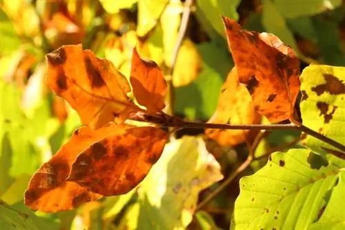 Hornbeam inageuka kahawia