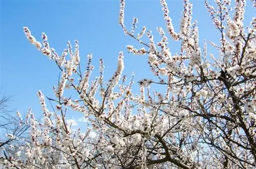 Pruning tsob ntoo apricot kom raug: lub caij ntuj sov lossis lub caij ntuj no pruning?