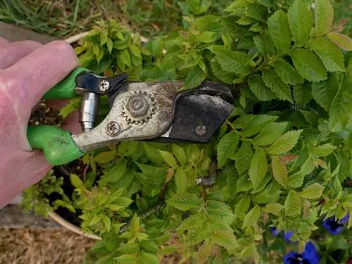 Hornbeam sebagai bonsai: mudah untuk memulakan pembiakan