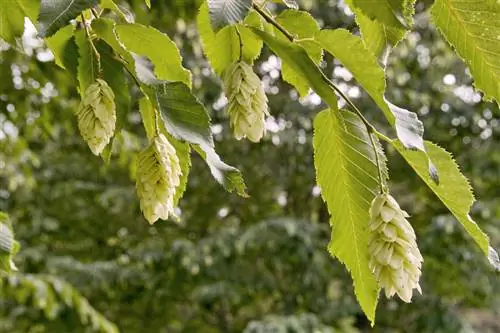 Buah hornbeam: beracun atau dapat dimakan manusia dan hewan?