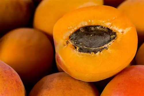 Remove the apricot from the core