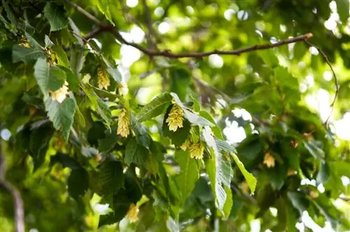 Hornbeam መርዛማ