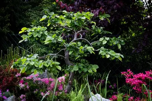 Hornbeam trunks