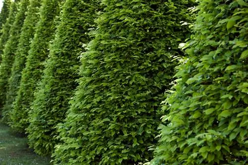 Topiária Hornbeam: como projetar a arte do seu jardim