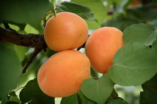 Apricots: He althy and full of vitamins? Everything you need to know