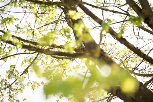 How tall does a hornbeam grow?