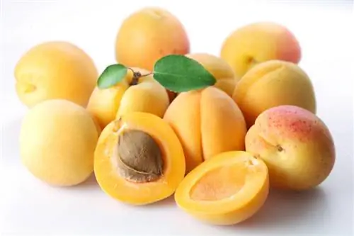 Yuav tawv apricots? Cov lus qhia rau ripening thiab txaus siab rau