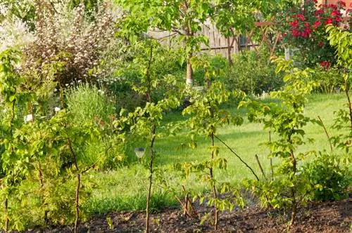 Jarak penanaman Hornbeam