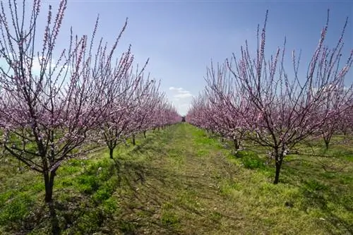 German apricots: Ib kab lis kev cai niche nrog obstacles