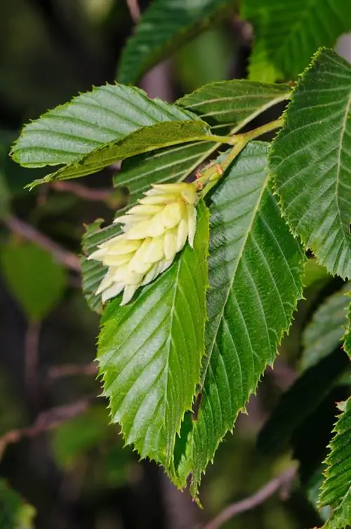 Tunas Hornbeam: musim sejuk, daun dan tunas bunga dijelaskan