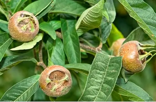 Medlar hedge