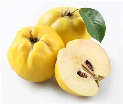 Quince сортууд