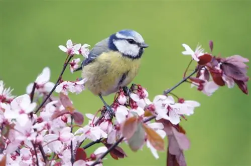 Varietas plum darah manakah yang cocok untuk taman Anda?