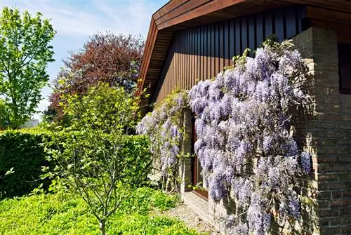 Posizione del carpino: suggerimenti per una crescita e una cura ottimali