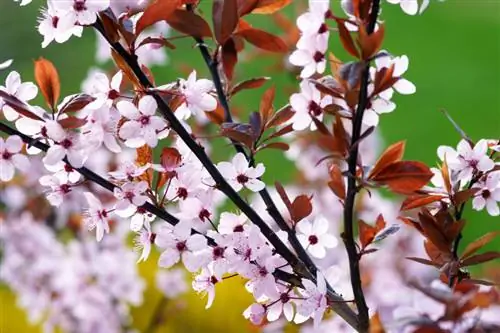 Propagace Blood Plum: Přirozené způsoby a roubování