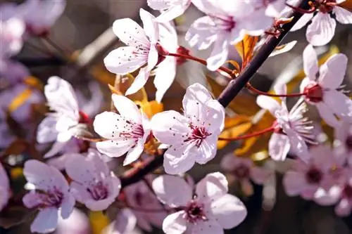 Blood plum diseases