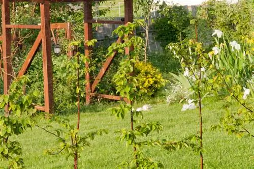 Hornbeam planting time: When is the best time for it?