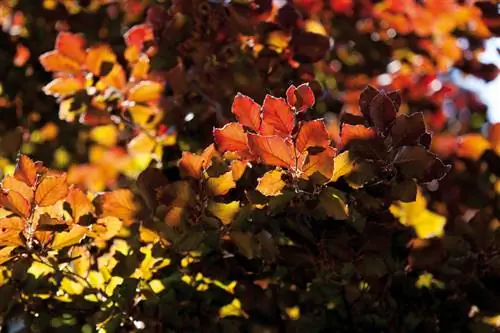 Carpino e faggio europeo: un confronto per i proprietari di giardini