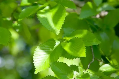 Talee di carpino: Ecco come funziona la propagazione in giardino