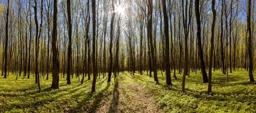 Columnar hornbeam: sekilas tentang tinggi, pertumbuhan, dan perawatan