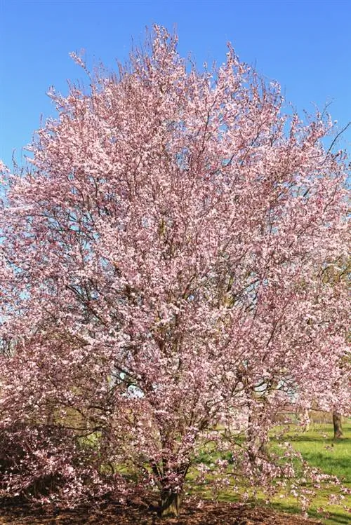 Blood Plum: milline suurus sobib teie aeda ideaalselt?