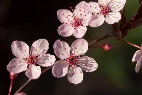 Plum ya damu hupoteza majani