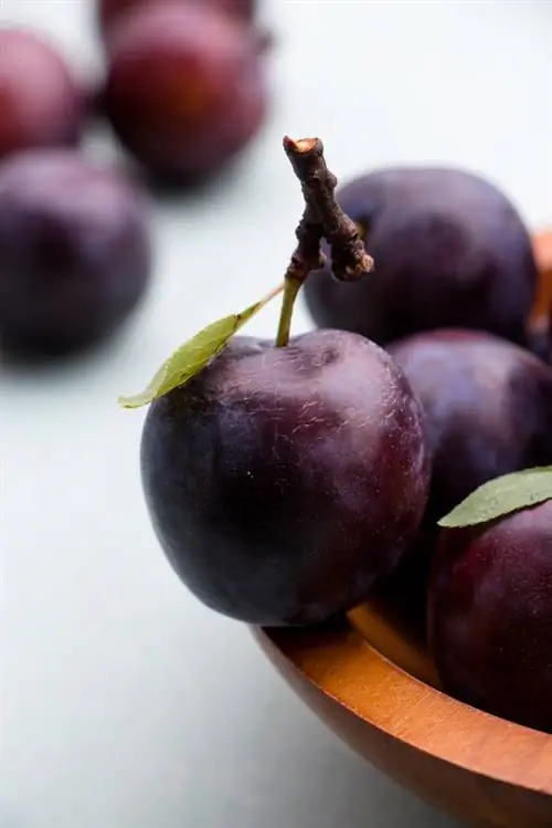 Blood plum fruits