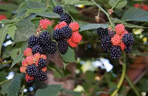 Aina za blackberries