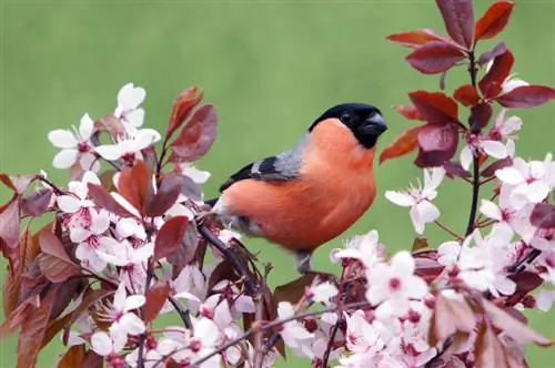 Blood Plum : Comprendre le système racinaire et les soins optimaux