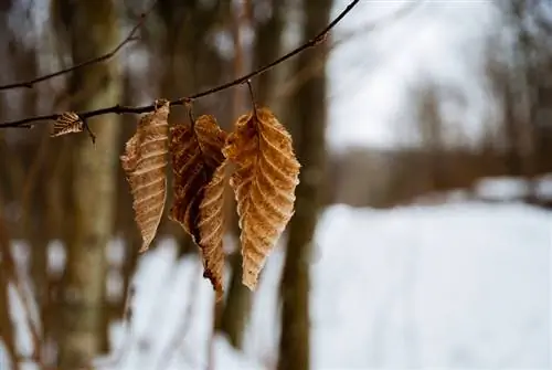 Hornbeam in winter: care, protection and watering instructions