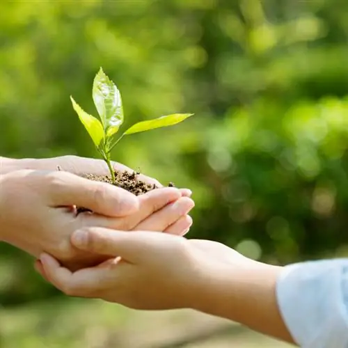 Planting beech hedges: location, distance & planting time