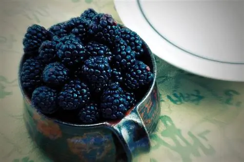 Blackberries балкон