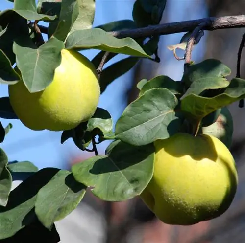 Perawatan pohon quince