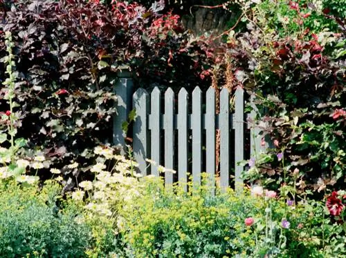 Creating a beech hedge: choose the width and plant correctly