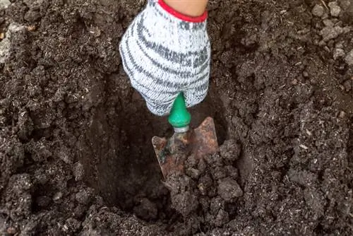 Cuándo plantar un seto de haya roja.