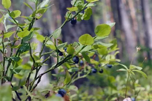 Blueberry Diseases: Causes, Symptoms & Solutions