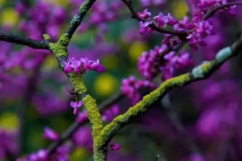 Չինական Judas Tree Frost