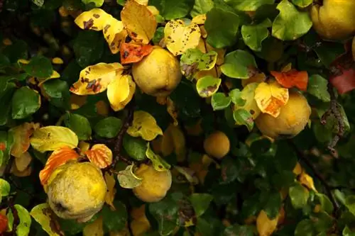 Quince tree diseases: How to recognize and treat them