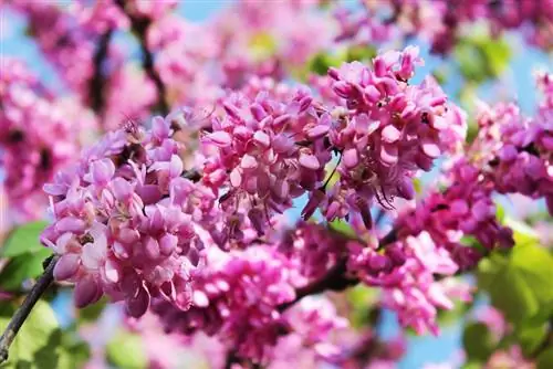 Yəhuda ağacı zəhərlidirmi? Vacib məlumat və məsləhətlər