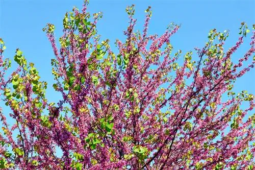 Poda del árbol de Judas