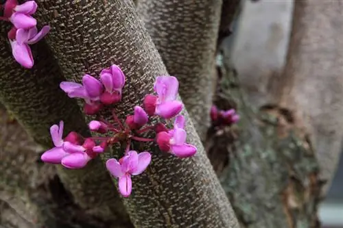 Judas-treet: Fascinerende blomster på stammen og grenene