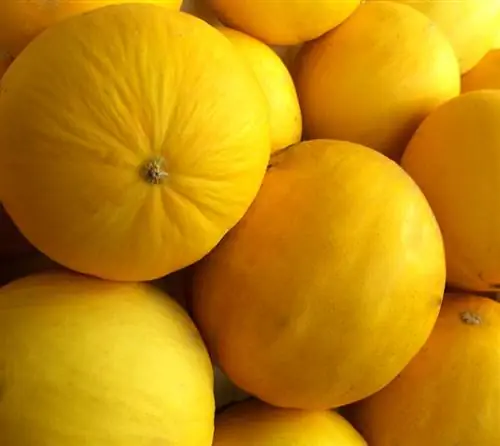 Honeydew melon: fruit or vegetable? The surprising answer