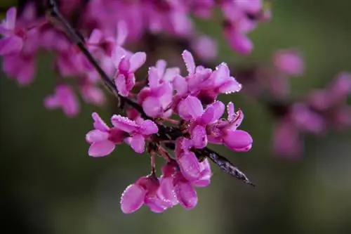 Árbol de Judas en invierno: Cómo proteger tu árbol favorito