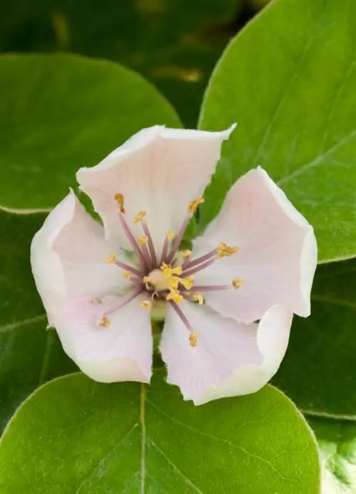 flor de membrillo